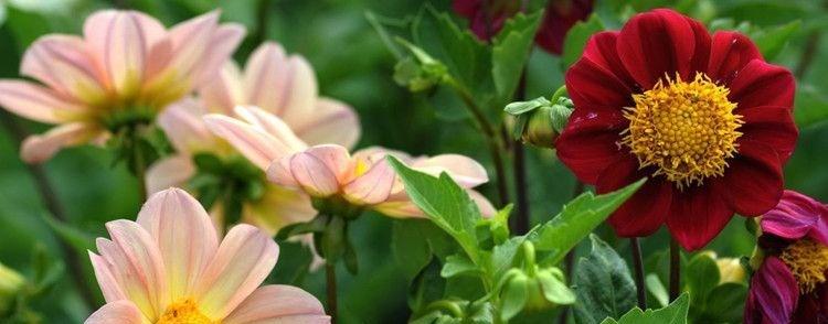 夏日花园盛宴（夏季最适合种植的花卉种类和技巧）