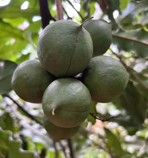 夏威夷果的生长与成熟时间（了解夏威夷果的种植习性和采摘时间）