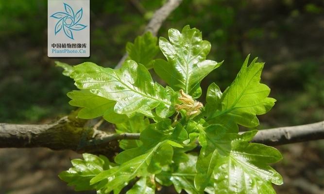 夏栎果实的营养价值和食用方法（夏栎果实可以食用吗）