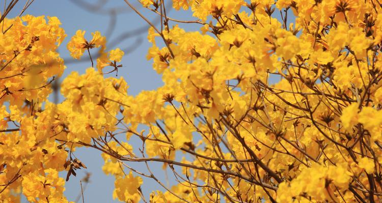 风铃花（风铃花的花语含义及其传说）