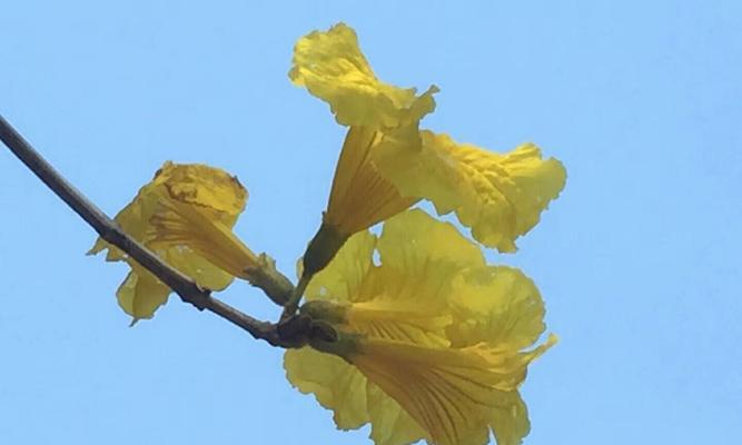 风铃花（风铃花的花语含义及其传说）