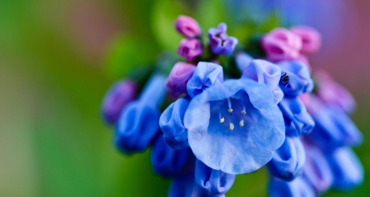 风铃花（风铃花的花语含义及其传说）