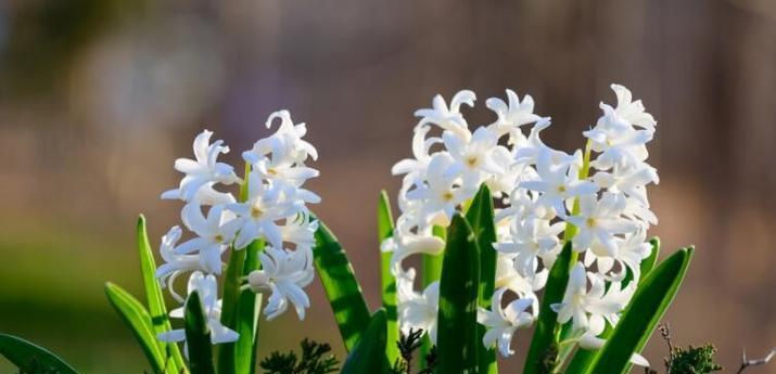 风信子的花语与传说故事（探索风信子的花语意义）