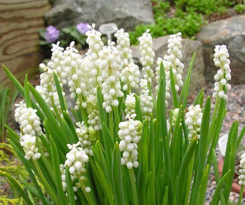 风信子的花语与人生（风信子）