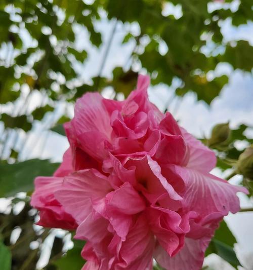 芙蓉花的花语与寓意（探寻芙蓉花背后的深意）