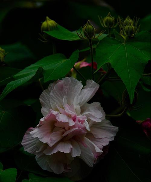 芙蓉花语的美丽与寓意（探索芙蓉花的内涵）