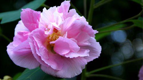 芙蓉花语的美丽与寓意（探索芙蓉花的内涵）