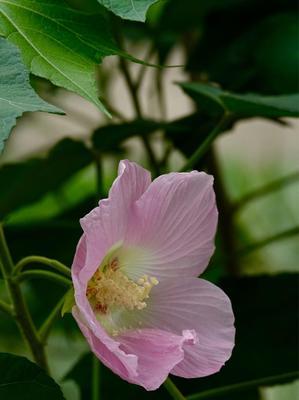 芙蓉花语的美丽与寓意（探索芙蓉花的内涵）