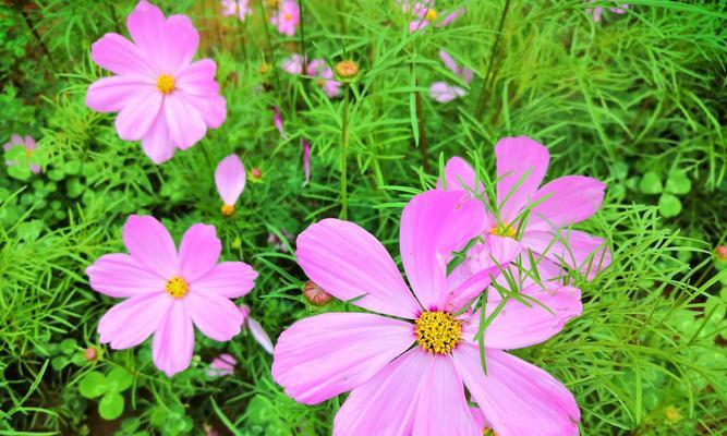 格桑花的花语与寓意（探索格桑花的深层内涵）