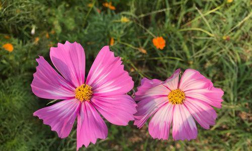 格桑花的花语与寓意（探索格桑花的深层内涵）