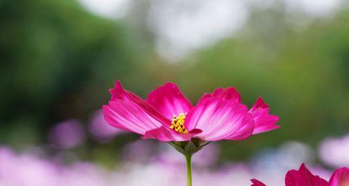 格桑花的花语与寓意（探索格桑花的深层内涵）