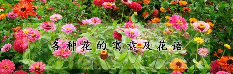 花语与传说（揭开花朵背后的秘密）