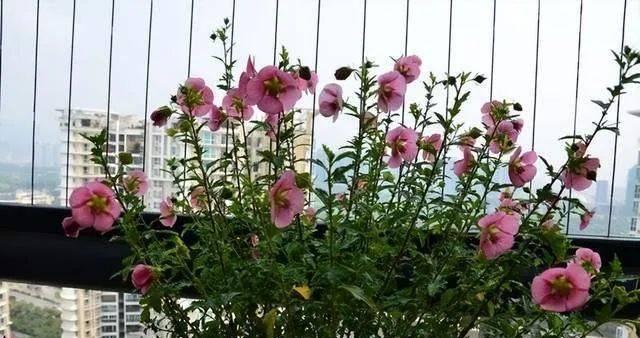 仙客来是否能淋雨（探究仙客来的神秘特质）