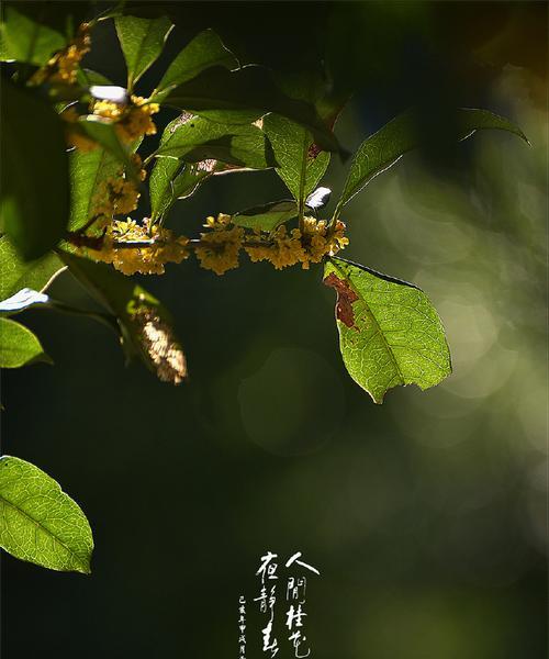 桂花的花语及其象征意义（桂花花语的丰富内涵与文化传承）