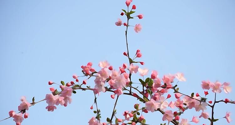 海棠花，爱的寄托（海棠花的花语及传承之美）