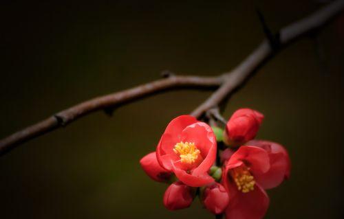 竹节海棠花语与寓意（竹节海棠的秘密）