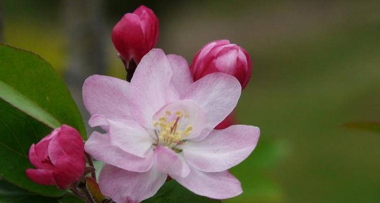 竹节海棠花语与寓意（竹节海棠的秘密）