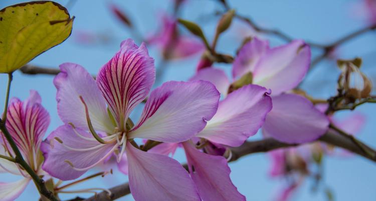 红花羊蹄甲的花语与美丽传说（探寻红花羊蹄甲花的深层含义与神秘背后的故事）