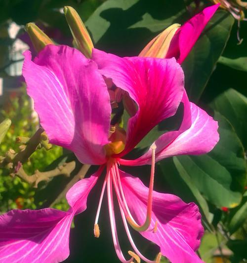 红花羊蹄甲的花语与美丽传说（探寻红花羊蹄甲花的深层含义与神秘背后的故事）