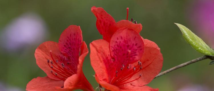 红色杜鹃花的寓意与象征（探寻红色杜鹃花的内涵和象征意义）