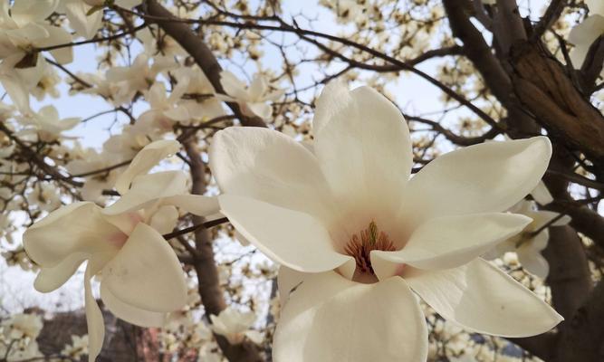 红玉兰花的寓意与象征——展现坚韧与纯洁（红玉兰花的美丽与意义）