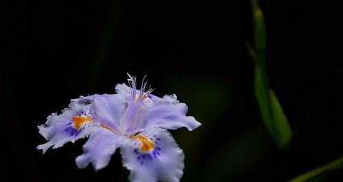 蝴蝶花（探索蝴蝶花的寓意与魅力）