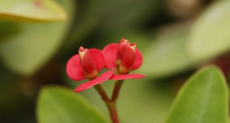 虎刺梅花语及其文化内涵（传承中华文化之美——虎刺梅花的意义与表达方式）