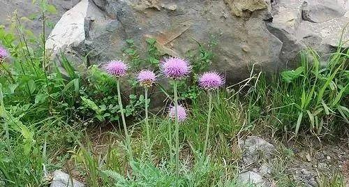 虎尾草花语（探索虎尾草花语的象征意义及心灵启示）