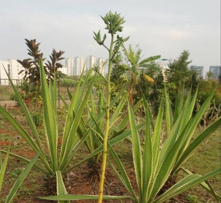 虎尾草花语（探索虎尾草花语的象征意义及心灵启示）