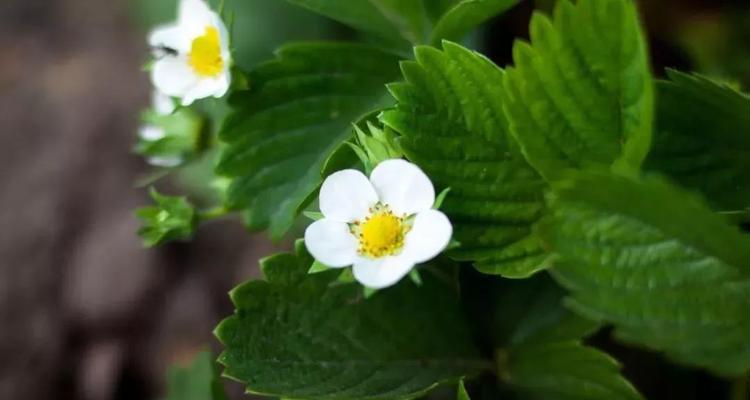 花芽分化（植物的生命周期及其重要性）