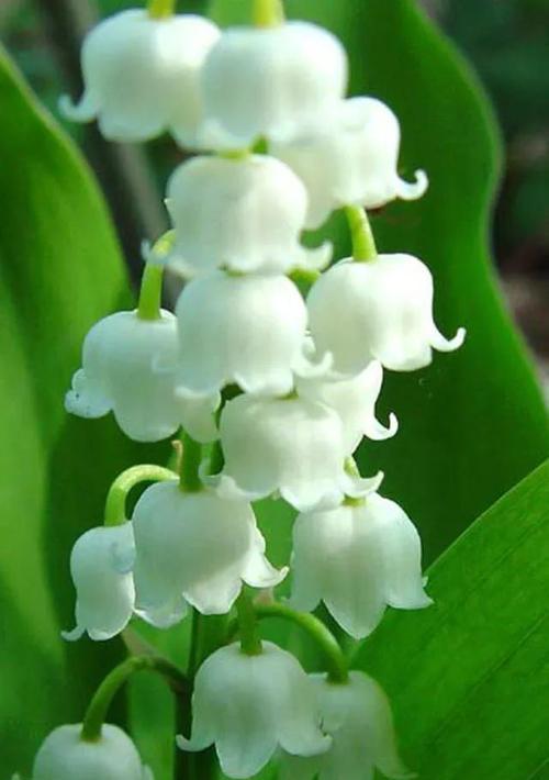 花语探秘（探索花语世界中带有悲伤与绝望情感的花朵）