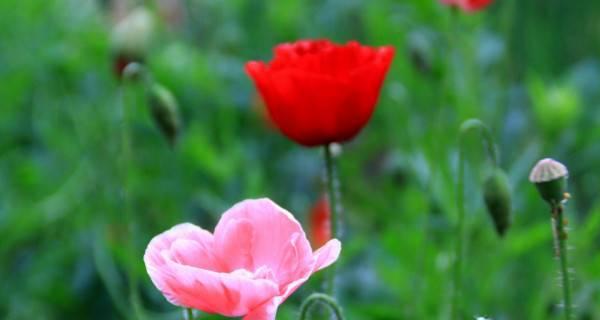 花语探秘（探索花语世界中带有悲伤与绝望情感的花朵）