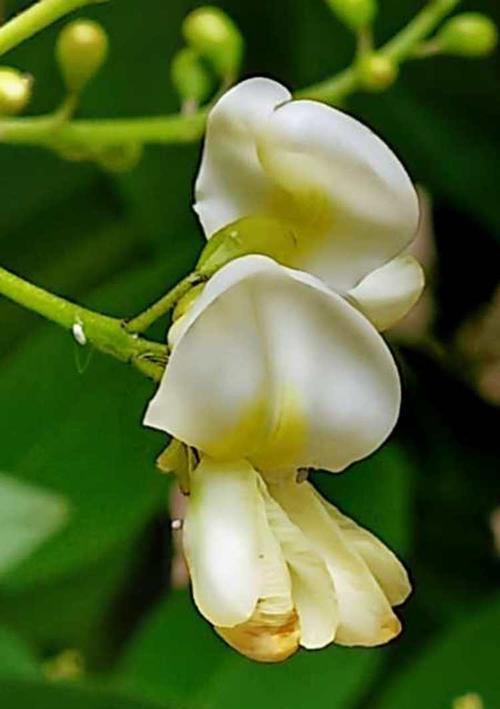 黄槐花的花语及其美丽魅力（传达温暖与希望的黄槐花）