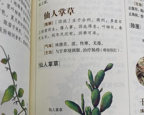 仙人球的浇水方法（多少天浇一次水）