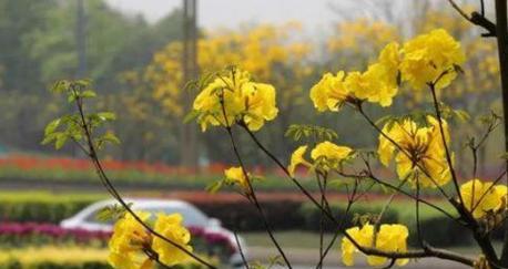 黄风铃花的花语——美丽与希望的象征（传递阳光温暖的花语）