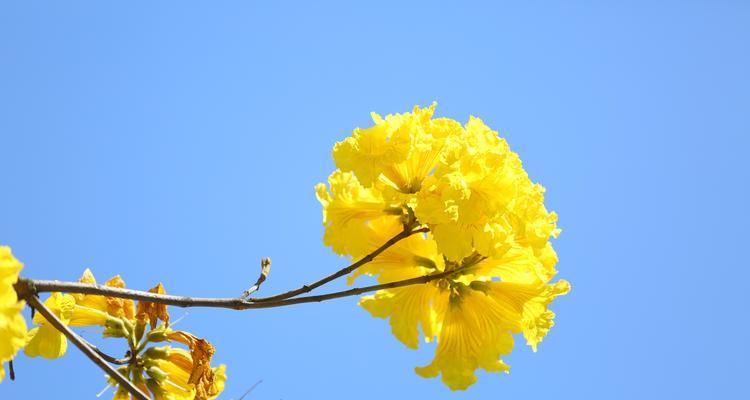 黄花风铃木——生命的坚韧与美丽（借黄花风铃木寓意）