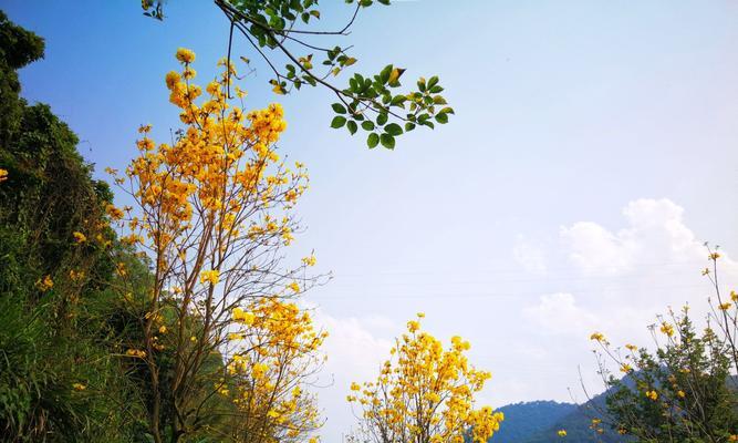 黄花风铃木（春天来临）