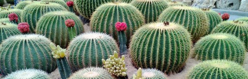 仙人球的花期及生长习性（一年两次开花）