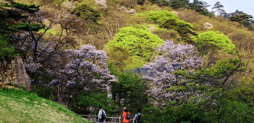 黄山松（以黄山松象征着什么）