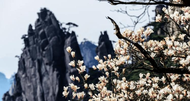 黄山松（以黄山松象征着什么）