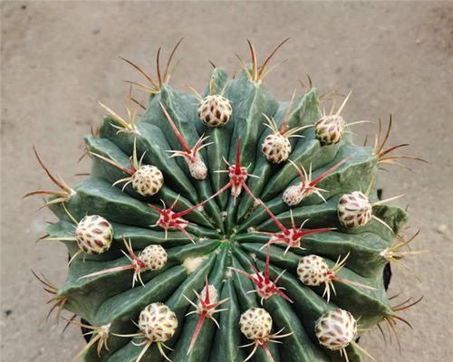 仙人球可以帮助清除室内甲醛吗（植物净化空气的神奇力量及仙人球的甲醛吸收能力）