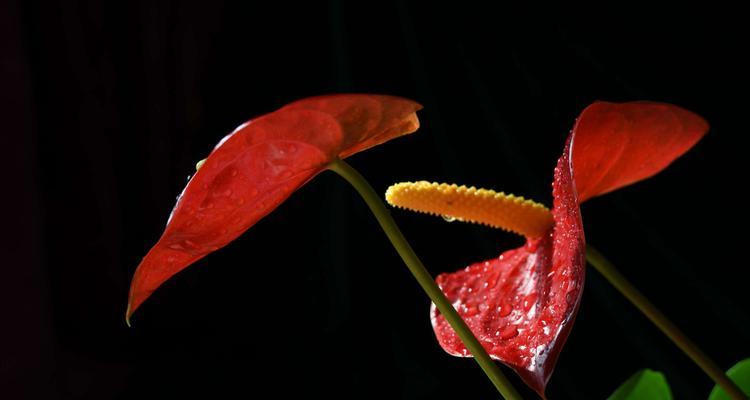 火鹤花（传递祝福和希望的花语之美）