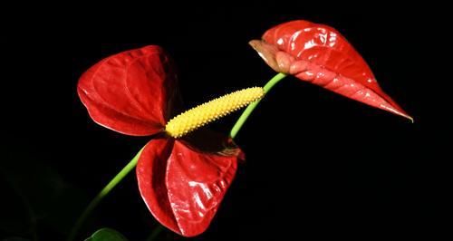 火鹤花（传递祝福和希望的花语之美）