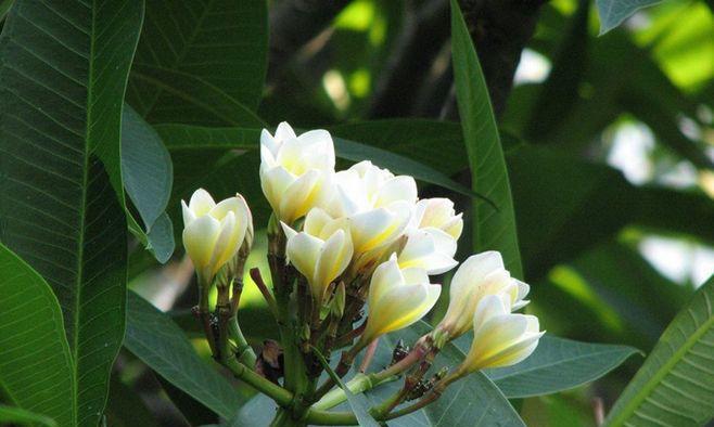 火花兰花语——点燃心中的希望（以火花兰的花语为引）