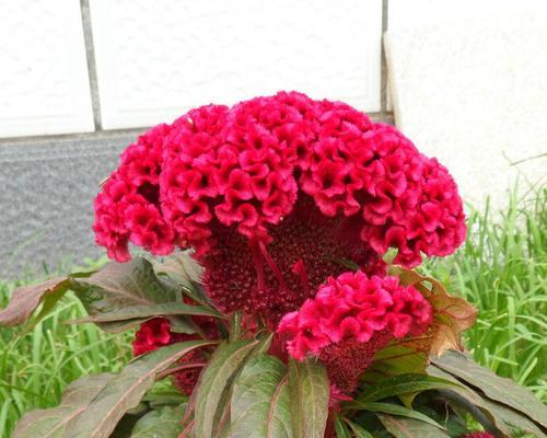 鸡冠花花语之意义（揭开鸡冠花的神秘面纱）