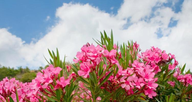 夹竹桃的花语和传说——盛放的美丽与神秘（神奇花语揭示夹竹桃的传说之美）