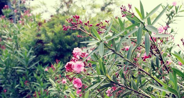 夹竹桃的花语和寓意（探索夹竹桃花所传递的深刻寓意）