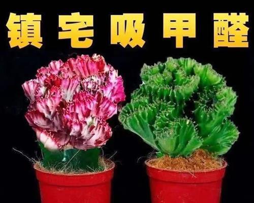 仙人球吸甲醛（植物除甲醛有效性分析与使用建议）