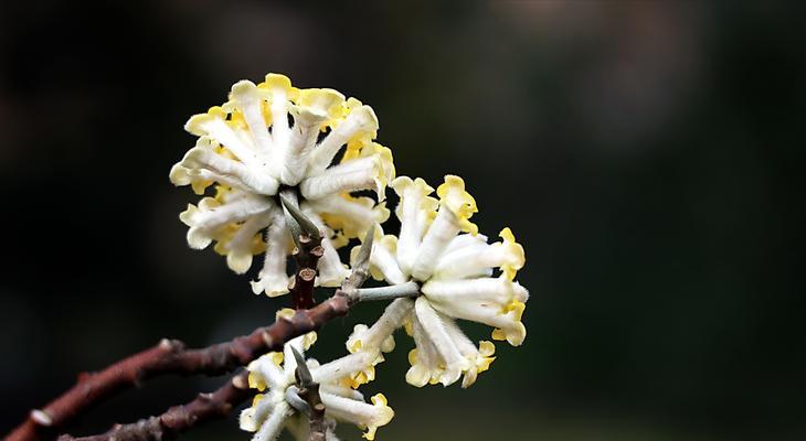 以结香的花语传说（绽放在岁月长河中的坚贞之花）