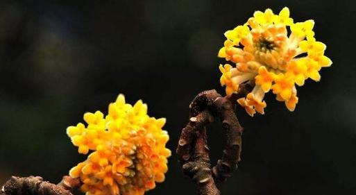 探索结香花的寓意和风水之道（解读结香花的吉祥象征与风水禁忌）